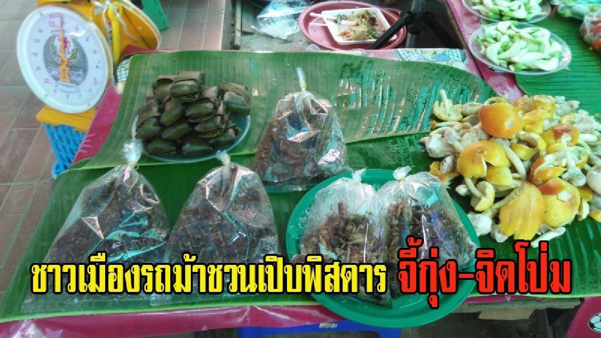 มันมากับน้ำ!! ชาวเมืองรถม้าเปิบพิสดาร แห่บริโภค จี้กุ่งหรือจิดโป่ม สุดยอดอาหารเสริมของคนเหนือและอีสานที่หาได้ยากไม่ได้มีตลอดปี (มีคลิป)