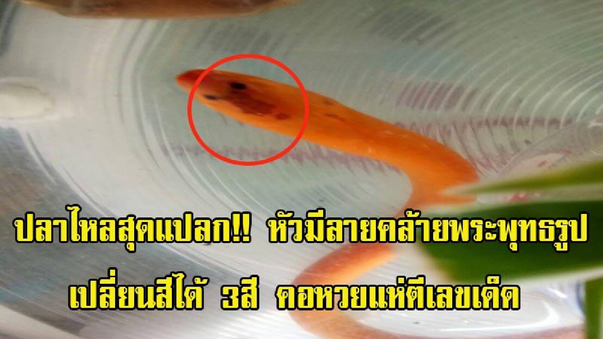 คอหวยแห่ตีเลข!! พบปลาไหลแปลก ที่หัวมีลายคล้ายพระพุทธรูป เปลี่ยนสีได้ 3 สี ชาวบ้านแห่ขอหวย ดูเลขเด็ด (มีคลิป)