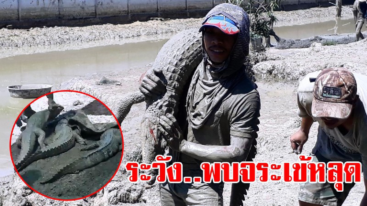 ขวัญผวาทั้งบาง!? สุดผวาพบจระเข้หลุดจากฟาร์ม ทำเอาชาวบ้านหวาดกลัว เผยพบแล้วยิงตายกว่า 20 ตัว เจ้าของเร่งแก้ไขและย้ายไปอยู่ในที่ปลอดภัย!?