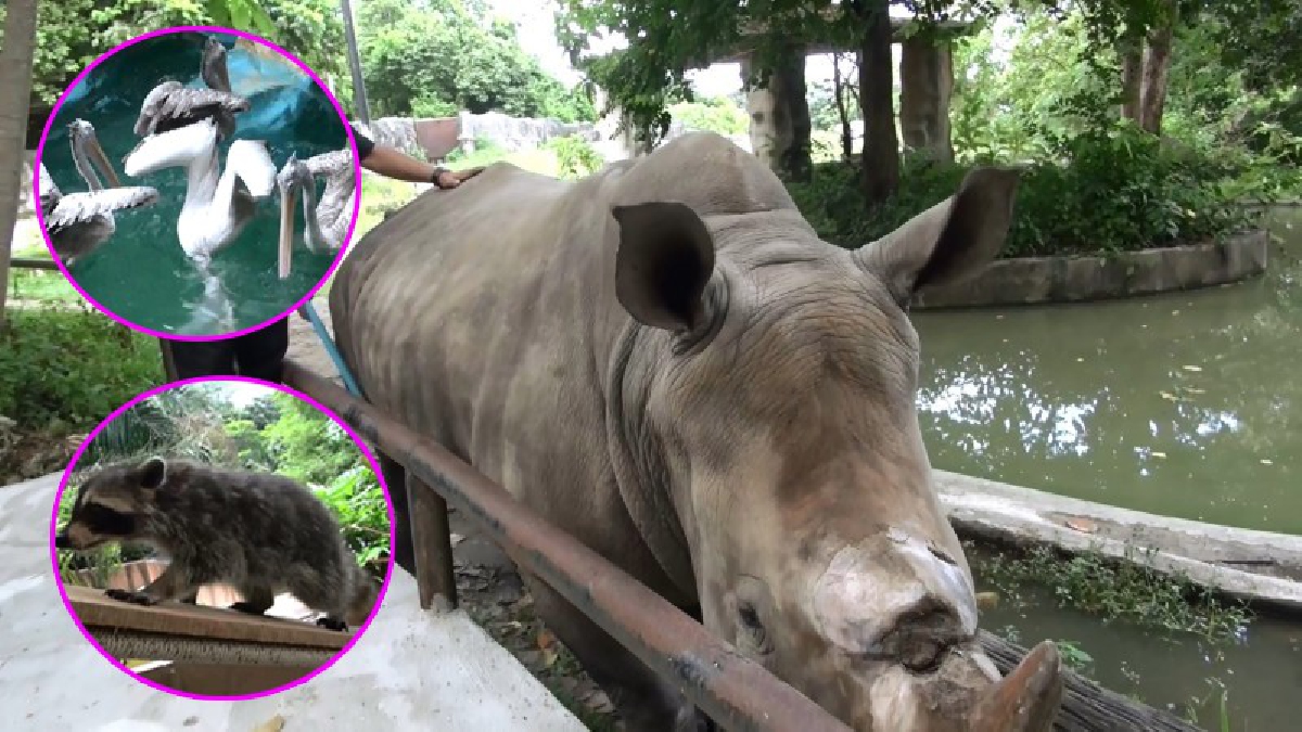 ต้อนรับวันดีๆ!! สวนสัตว์สงขลา พร้อมรับเทศกาลฮารีรายออีดิลอัฏฮา ด้วยกิจกรรมต่างๆ หลากหลาย อาทิ การแสดงวิถีชีวิตสัตว์ป่าโฉมใหม่ (ชมคลิป)