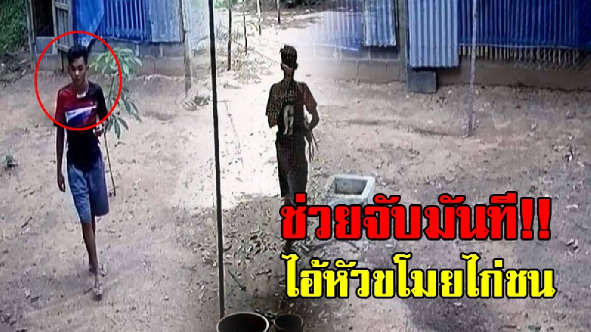 ช่วยลากมันเข้าคุกที!? เจ้าของไก่ขนสุดทน โดนโจรขโมยไก่ชนถึง 2 ครั้ง ทำเอาฉุนลงทุนติดกล้อง แล้วแชร์ว่อนโซเชียล วอนช่วยตามล่าหาคนร้ายที!?