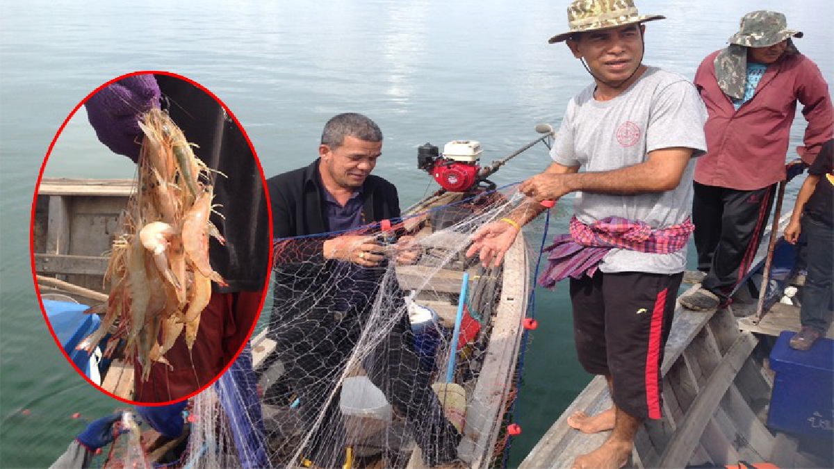 กระบี่!! กลับมาแล้วกุ้งกุลาดำ ตัวโต เท่าข้อมือเด็ก ประมงพื้นบ้านเฮ หลังมีการรื้อโป๊ะ เครื่องมือทำประมงผิดกฎหมาย แค่ 6 เดือน!? (ชมคลิป)