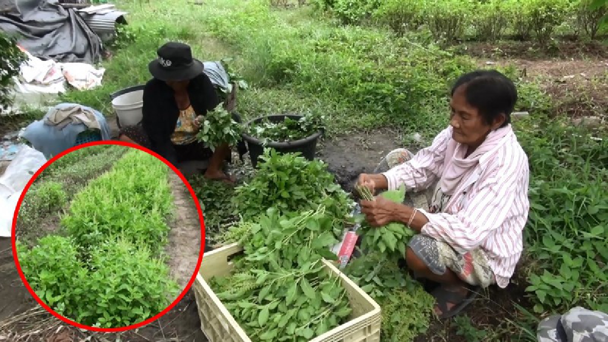 ขอตามรอยพ่อ!! คุณยายวัย 72 ปี ปลูกผักสวนครัว 5 ชนิดแบบผสมผสานในเนื้อที่ 1 ไร่ ตามแนวทฤษฎีใหม่เศรษฐกิจพอเพียงในหลวงรัชกาลที่ 9 (ชมคลิป)