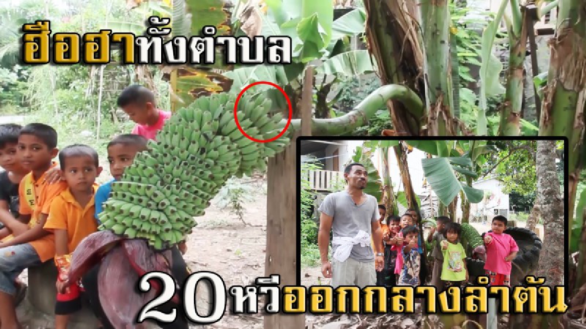 ฮือฮาทั้งตำบล!! สุดแตกตื่น พบกล้วยประหลาด ออกลูกกลางลำต้น ชาวบ้าน-เด็กๆ แห่ดูกันแน่น (มีคลิป)