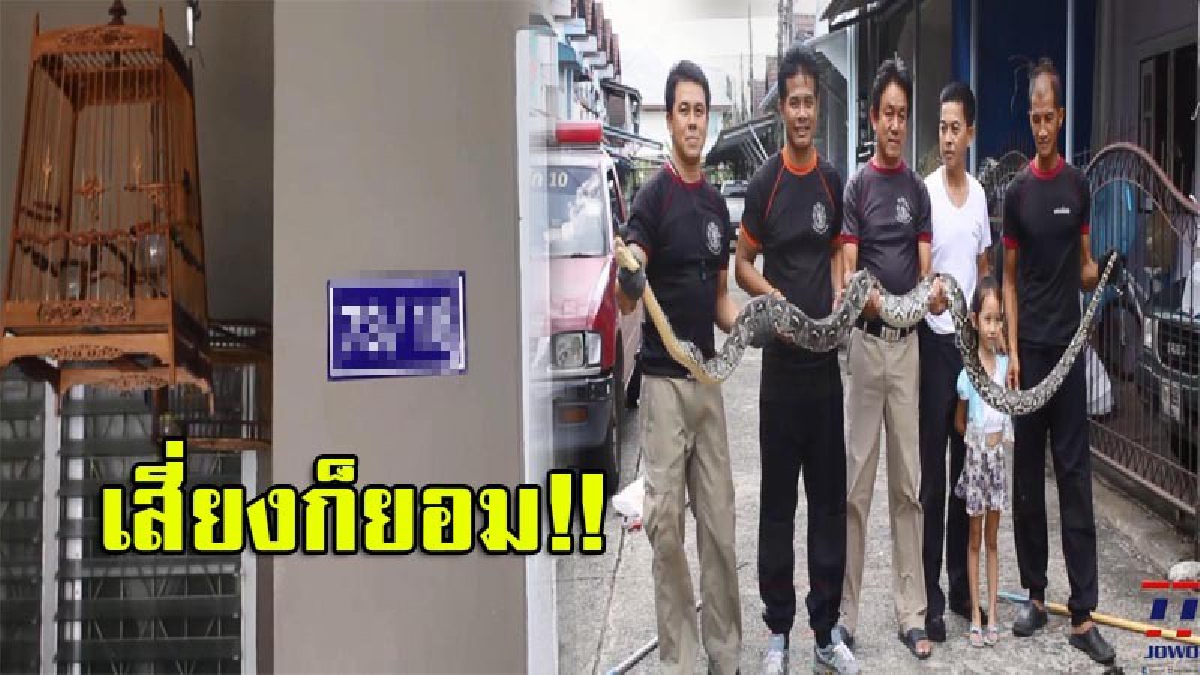 มีลุ้นเลขที่บ้าน!! ดาบ ตร.เมืองจันท์ ยอมปิดประตูขังงูเหลือมยาว 4 เมตร ไว้ในบ้านนานครึ่งวัน คาดเป็นการมาให้ลาภก้อนใหญ่ (มีคลิป)