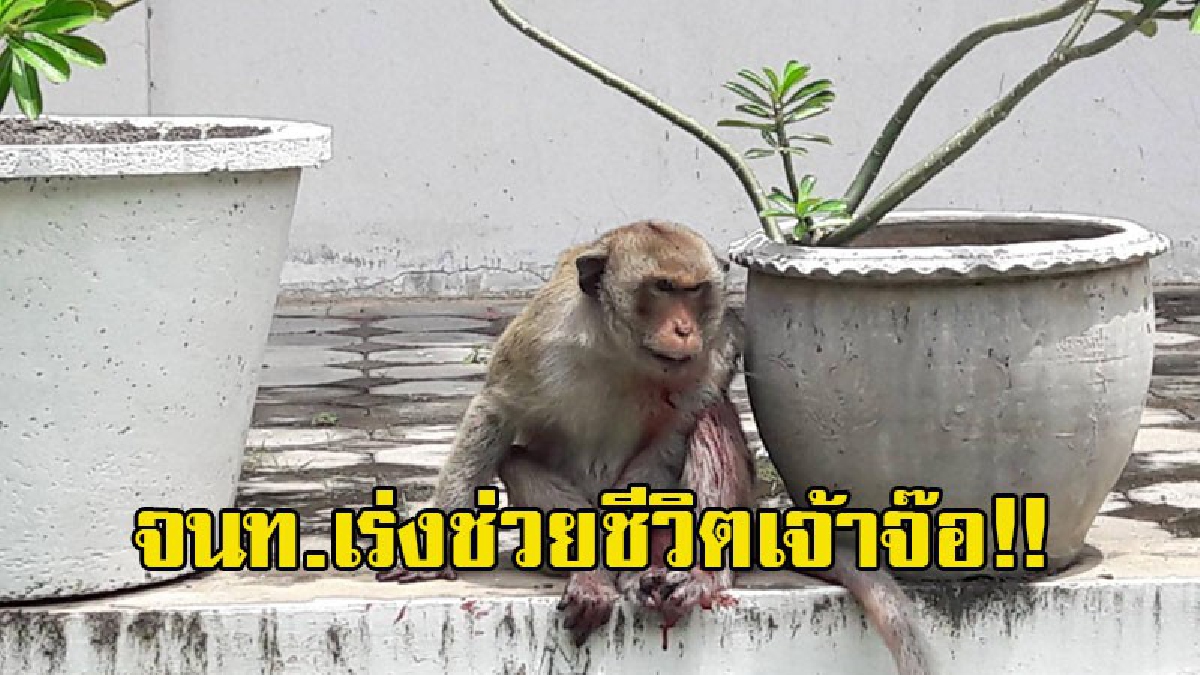 สุดเวทนา!! จนท.เร่งช่วยชีวิตเจ้าจ๊อ!! ลิงหนุ่มลูกเจ้าพ่อพระกาฬ พลาดท่าถูกสุนัขรุมกัด สภาพแผลฉกรรจ์เลือดนองทั่วตัว
