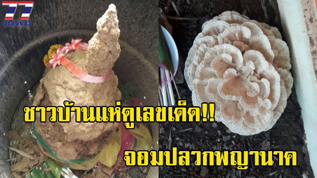คอหวยแห่ดูเลขเด็ด!! พบจอมปลวกลักษณะคล้ายพญานาค และเห็ดขนาดใหญ่คล้ายดอกกุหลาบในบ้านพัก ชาวบ้านแห่ขอหวย (มีคลิป)