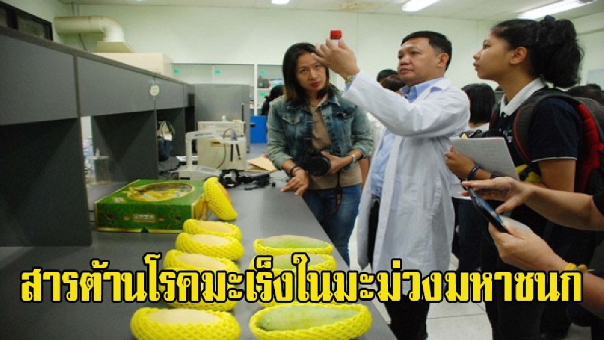 อีกความหวังลดโรคร้าย!! อาจารย์มหาวิทยาลัยนเรศวร วิจัยสารต้านโรคมะเร็งในมะม่วงมหาชนก (มีคลิป)
