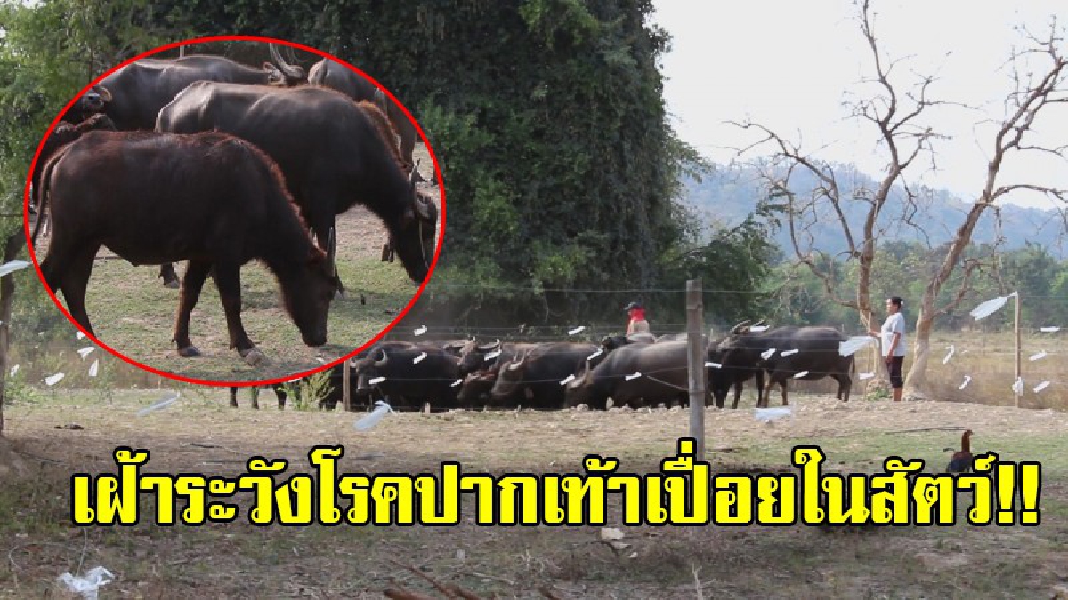 ปศุสัตว์โคราช!! เฝ้าระวังเข้มโรคปากเท้าเปื่อยในสัตว์ หลังฝนกระหน่ำต่อเนื่อง เพื่อลดความเสี่ยงที่จะนำไปสู่การสูญเสีย!? (ชมคลิป)