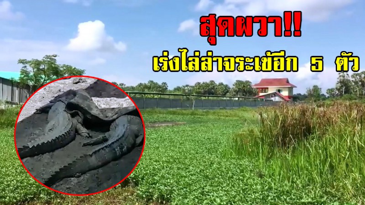 สุดผวา!! จระเข้หลุดจากฟาร์มที่ อ.สิงหนคร จ.สงขลา ถึง 23 ตัว ชาวบ้านและ จนท.ช่วยกันเร่งล่าอีก 5 ตัว ที่ยังไม่พบ (ชมคลิป)