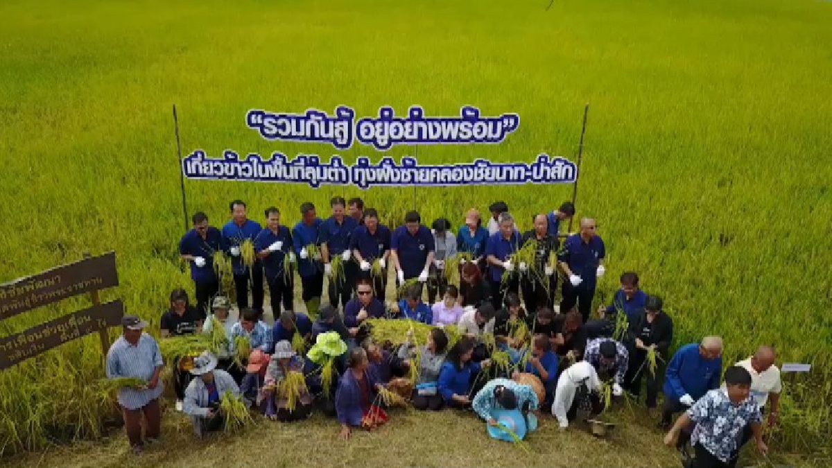 ลพบุรี!! ผอสำนักงานชลประทานที่ 10 นำชาวบ้านลงแขกเกี่ยวข้าวใ นพื้นที่ลุ่มต่ำแปลงแรก บรรยากาศสุดคึกคัก!? (ชมคลิป)