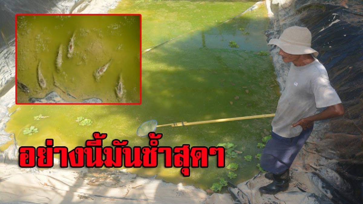 ลุงวัย 56 เซ็งสุดขีด ซื้อพันธุ์ปลาดุกมาเลี้ยงกว่า 2 พันตัว กลับตายยกบ่อ ไม่ทราบสาเหตุ (มีคลิป)