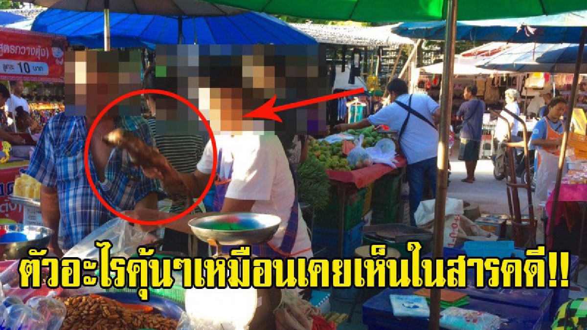 ตัวอะไรคุ้นๆเหมือนเคยเห็นในสารคดี!! แทบไม่เชื่อสายตา พบพังพอนสัตว์สงวน ถูกเผาขายทั้งตัวกลางตลาดนัดดังชลบุรี (มีคลิป)