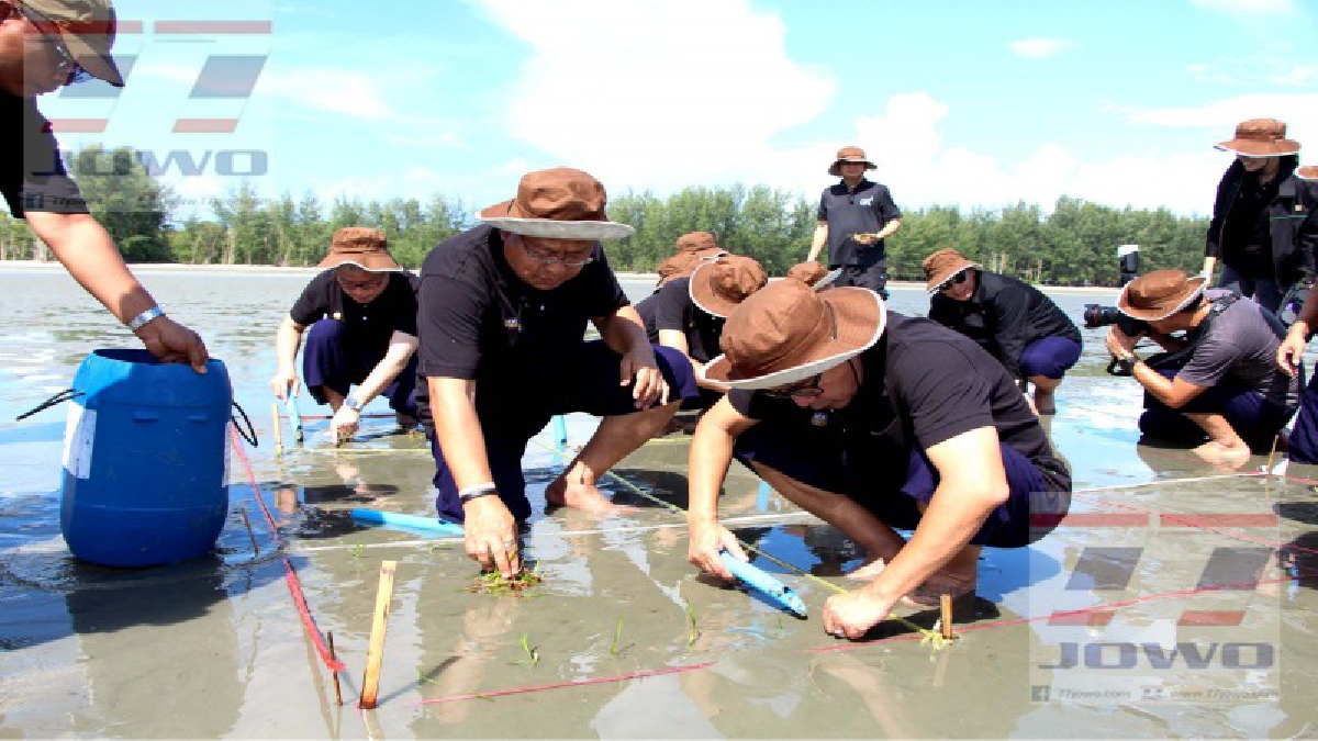 บอร์ด ธกส. นำทัพ!! เดินเท้าลุยน้ำร่วมลูกค้าทำ CSR ปลูกหญ้าทะเล ที่หาดคลองสน เพื่อฟื้นฟูอนุรักษ์ทรัพยากรอันดามัน (มีคลิป)