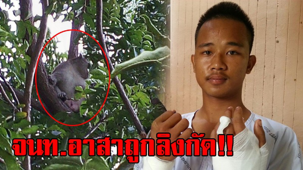 โคตรซวย!! จนท.เขตรักษาพันธุ์สัตว์ป่าเขาสะนามเพียง ชาวบ้านแจ้งเจอลิงจึงนำกรงหวังจับลิงกัง แต่โชคร้าย ถูกลิงกัดรีบหามส่งโรงบาลทันที!?