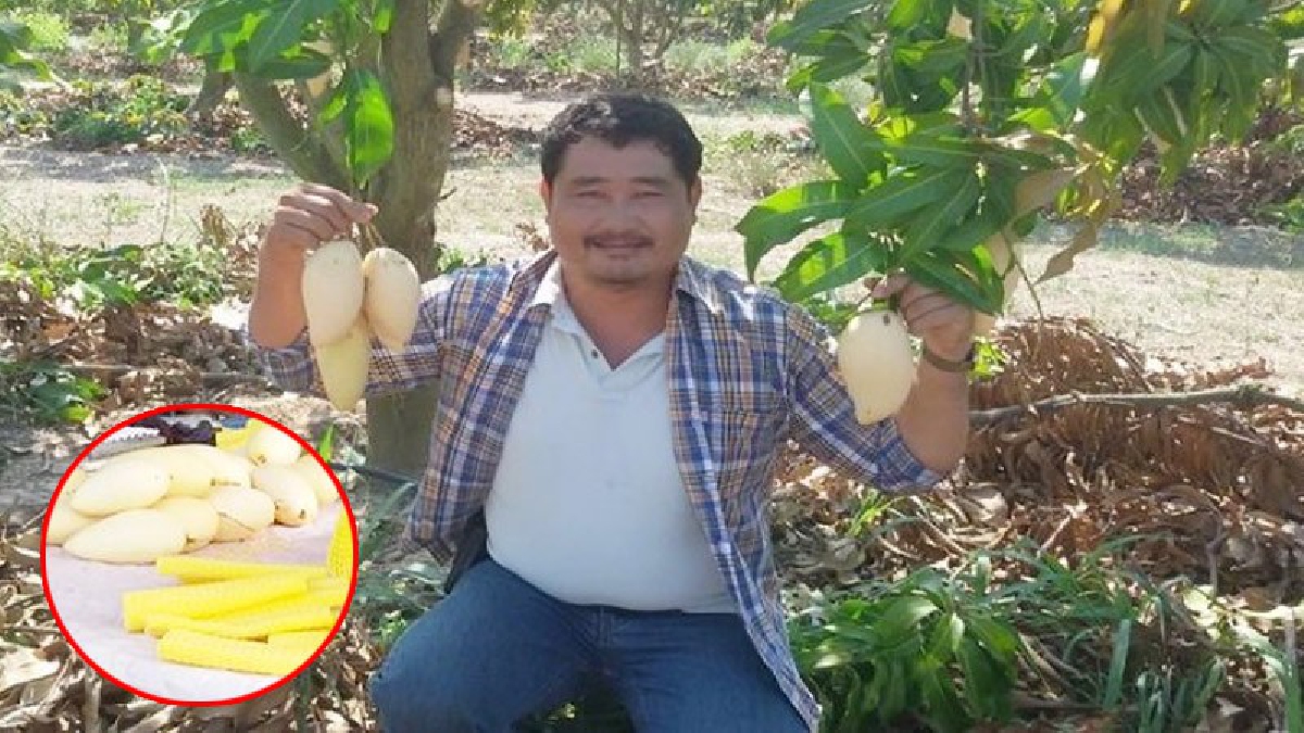คนไทยเตรียมอดกินมะม่วง!? เกาหลีใต้ย้ายฐานจากเวียดนาม แห่มาซื้อมะม่วงน้ำดอกไม้สีทองที่ จ.ประจวบฯ ไม่อั้นทำราคาพุ่ง กก.ละ 130 บาท