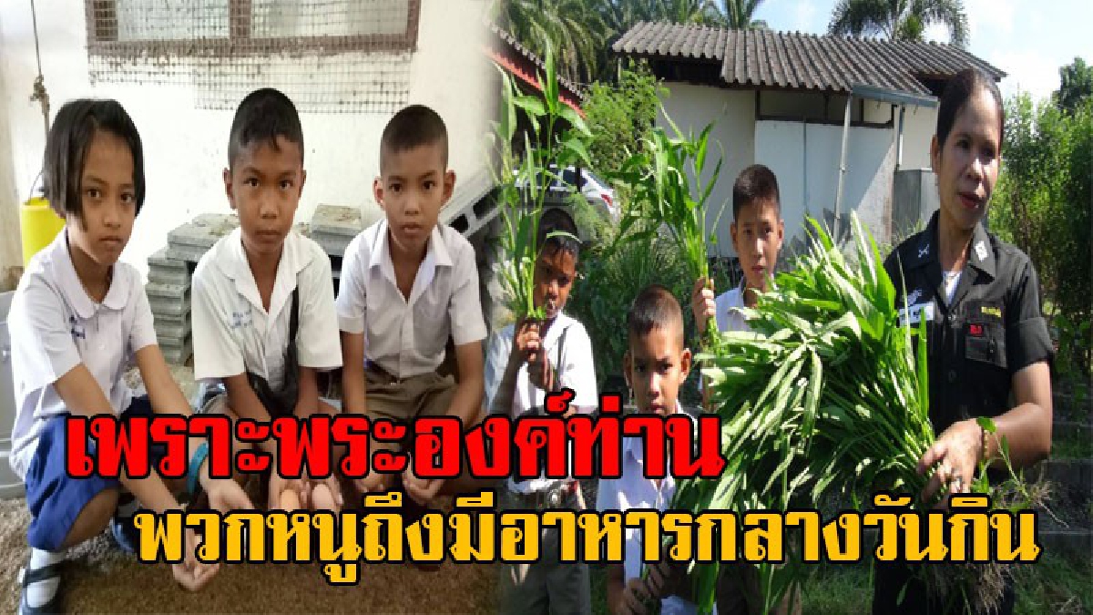 หนูทำได้ หนูกินได้ อาหารของพ่อ!! การเกษตรเพื่ออาหารกลางวันอันเนื่องมาจากพระราชดำริ ตามปรัชญาของเศรษฐกิจพอเพียง ในหลวงรัชกาลที่9