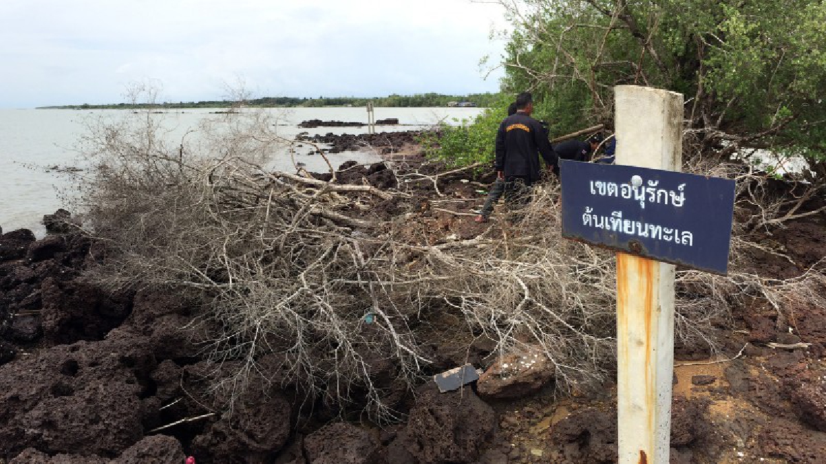 โคตรชั่ว!! คนร้ายบุกตัด ต้นเทียนทะเล หายหลายต้น ส่งขายตลาด เผยราคาสูงหลักหมื่นถึงหลักล้าน (มีคลิป)
