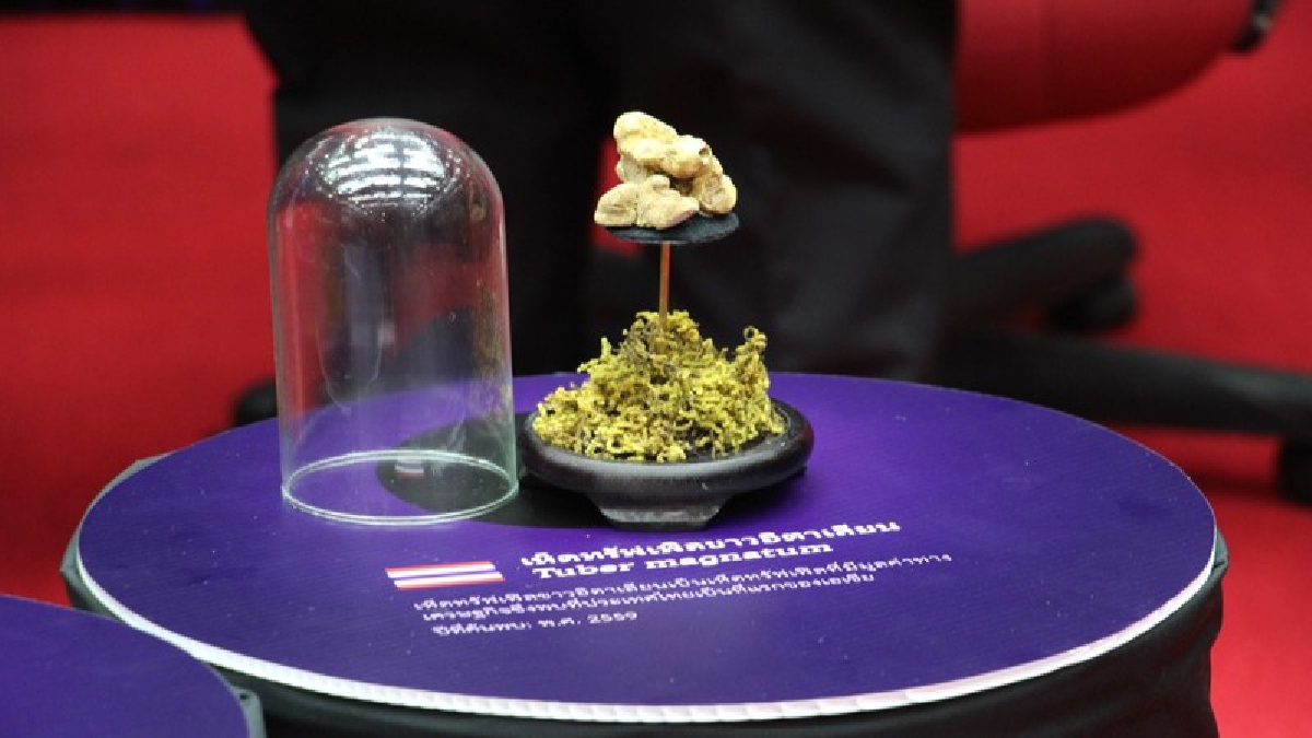 หลักแสนต่อกิโลกรัม!! มช.ค้นพบ&ldquo;เห็ดทรัฟเฟิลขาว เทพสุคนธ์&rdquo; ชนิดใหม่ของโลก คาดในอนาคตสามารถผลิตเห็ดที่มีมูลค่าสูงที่สุดเข้าสู่ตลาดโลกได้