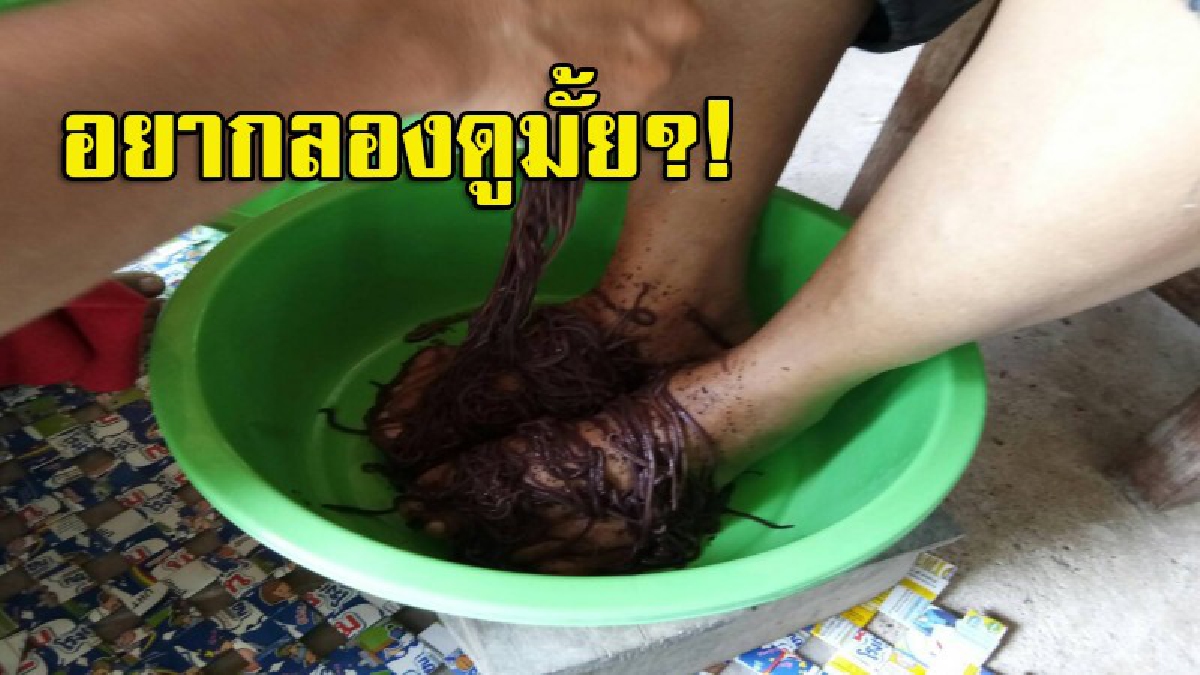 สปาขนหัวลุก!! กลุ่มวิสาหกิจเพาะเลี้ยงไส้เดือนเปิดตัว"พันธุ์ไทเกอร์" เผย..โรคภัยไข้เจ็บไม่มาเยือน ต้องลองสักครั้งแล้วจะรู้ว่าดีต่อใจ