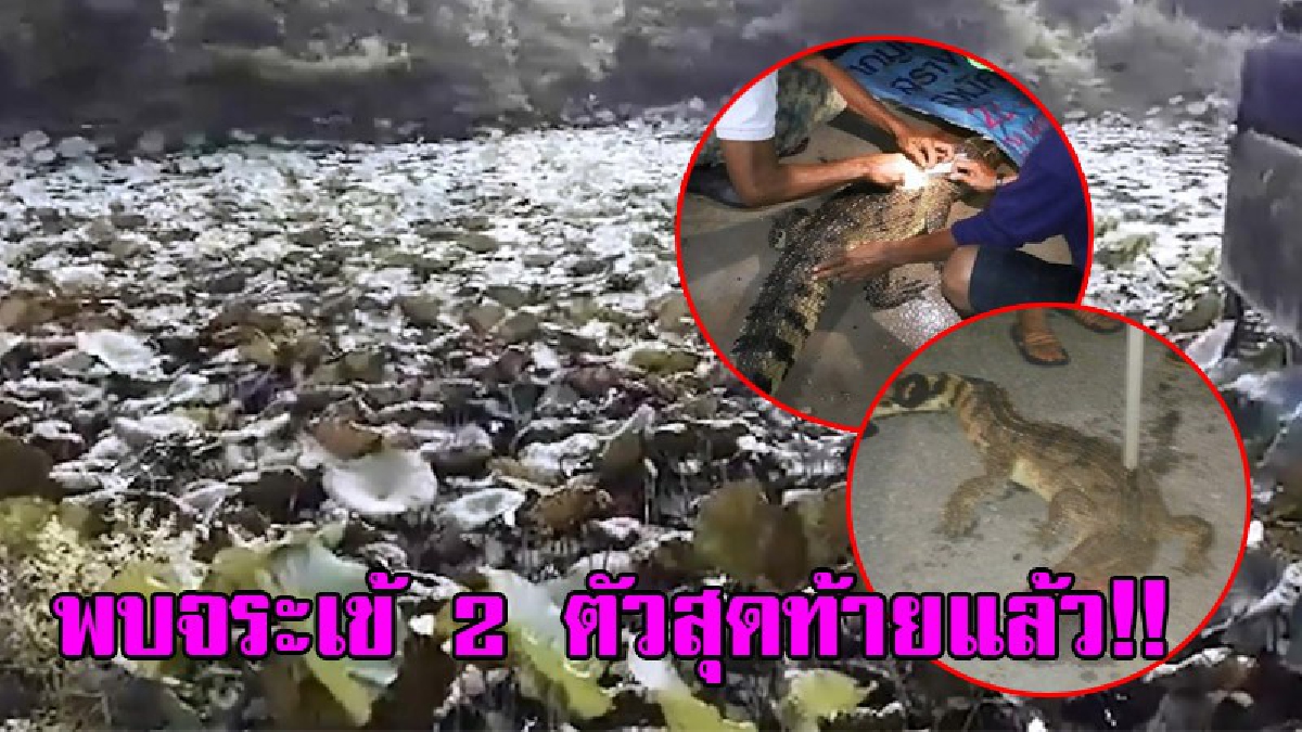 เจอแล้วไอ้เข้ 2 ตัว!! ชาวบ้านพบจระเข้อยู่ในสระบัว กลางหมู่บ้าน 2 ตัว ยิงตายไป 1 ตัว ยืนยันได้ว่าเป็นจระเข้ 2 ตัวสุดท้ายที่หลุดจากฟาร์ม!?
