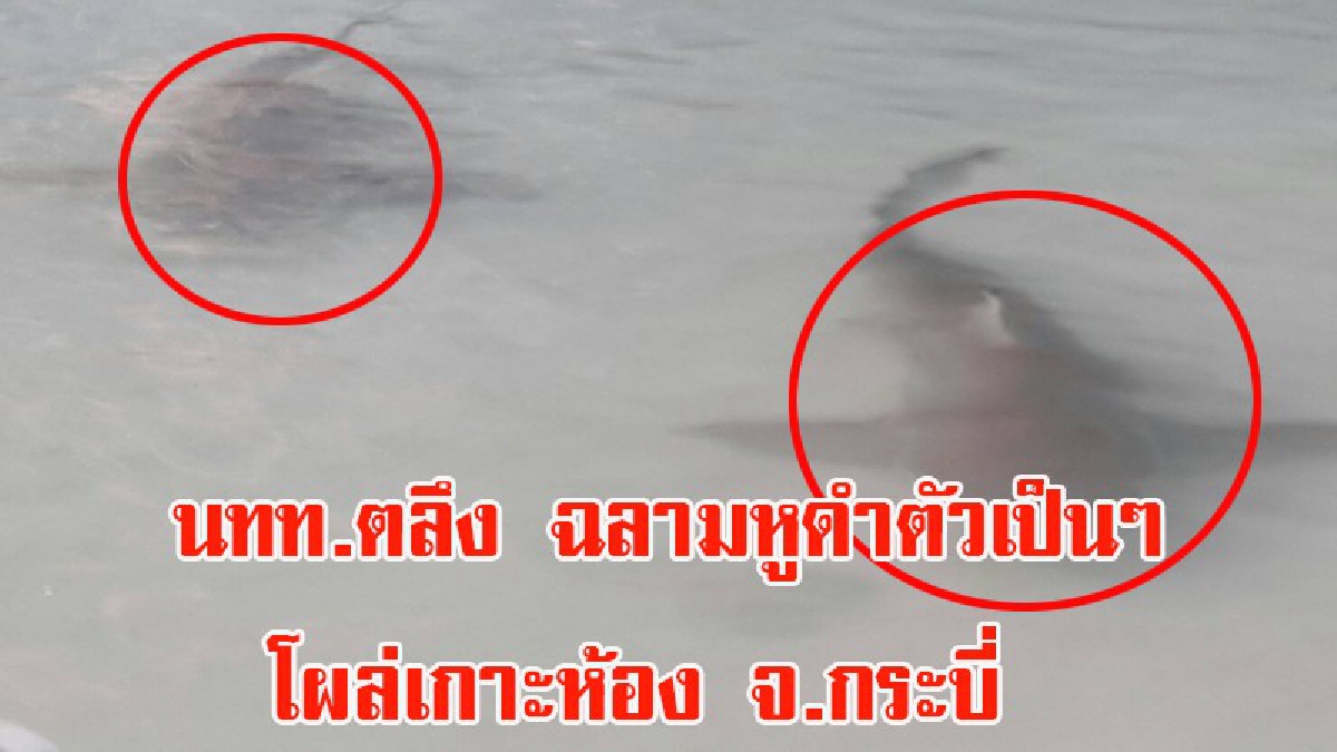 สุดตื่นตา!! นักท่องเที่ยวแห่ยลโฉม ฉลามหูดำนับ10ตัว โผล่ขึ้นมาหาอาหารบริเวณน้ำตื้น ที่หมู่เกาะห้อง จ.กระบี่ (ชมคลิป)