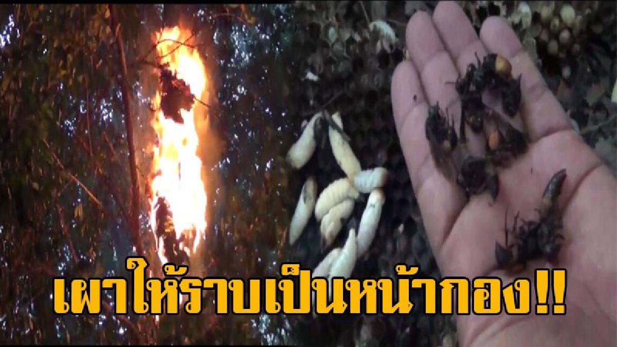 กำจัดให้เกลี้ยง!! นักศึกษาเกือบทั่วประเทศ มาเข้าค่ายอบรมลูกเสือ แต่เข้าไม่ได้ เจอต่อหัวเสือรังใหญ่ แจ้งกู้ภัยกำจัด กลายเป็นอาหารโด๊ปชั้นยอด