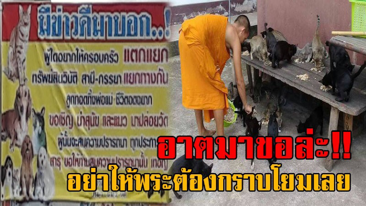 อย่าให้พระต้องกราบโยมเลย !! วัดเมืองชลบุรี โอดหนัก ญาติโยมสามัคคีเอาหมาแมว มาปล่อยทิ้งวัด จนเป็นภาระหนักเลี้ยงดู (ชมคลิป)