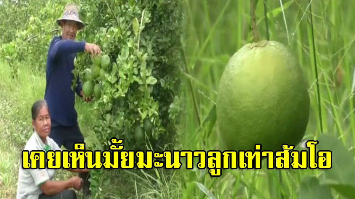 เกษตรปลูกมะนาวยักษ์ ลูกเท่าส้มโอ รสชาติเปรี้ยวจี๊ด แถมให้น้ำมาก แต่ละต้นให้ผลดกนับร้อยลูก เตรียมขยายพันธุ์ให้คนที่สนใจนำไปปลูก (มีคลิป)