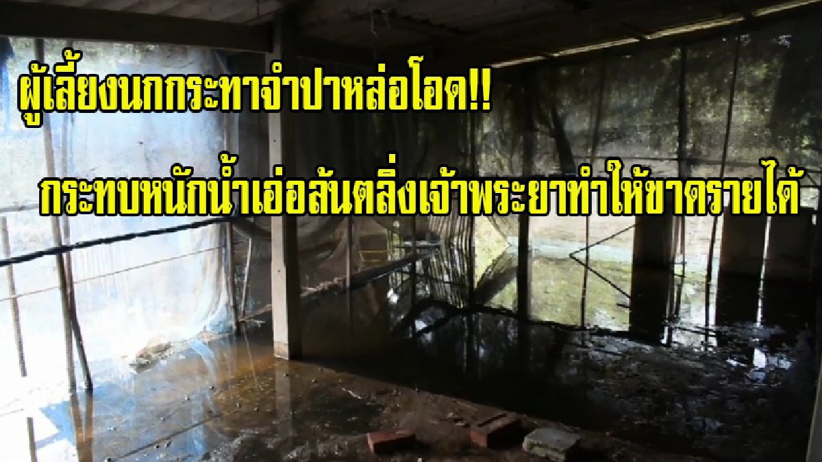 ผู้เลี้ยงนกกระทาจำปาหล่อโอด!! กระทบหนักน้ำเอ่อล้นตลิ่งเจ้าพระยาทำให้ขาดรายได้ เร่งจับนกกระทาขายหนีน้ำเฝ้ารอให้น้ำลด (มีคลิป)