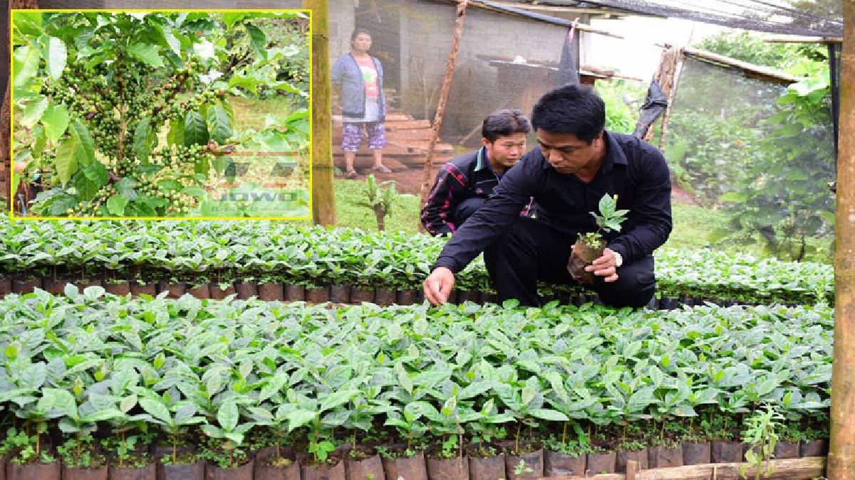 ที่สุดของกาแฟ!!! สุดเจ๋ง ชาวดอยช้าง ยกระดับกาแฟท้องถิ่นสู่สากล ไร้สารเคมีปลูกใต้ไม้ผลได้กำไรหลายต่อ (มีคลิป)