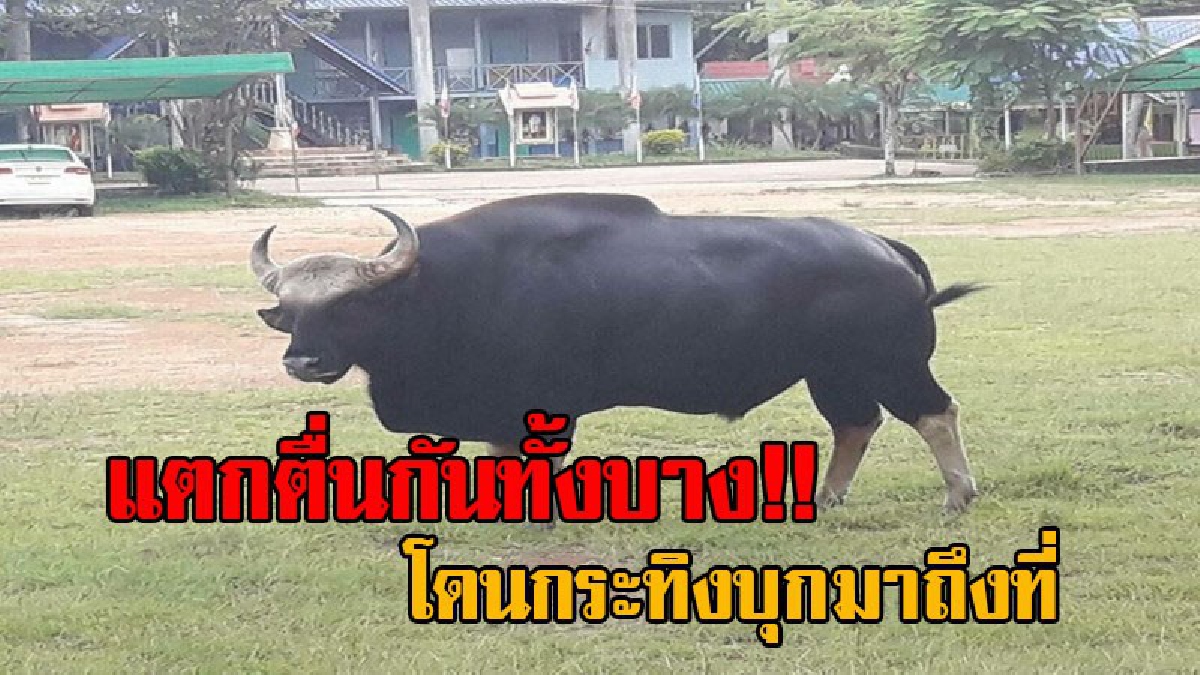 เอาแบบนี้จริงดิ!? แตกตื่นกันทั้งโรงเรียน หลังกระทิงบุกโรงเรียนวังน้ำเขียว เดินป้วนเปี้ยนอยู่ในสนามฟุตบอล ชาวบ้านแจ้งจนท.นำตัวกลับเข้าสู่ป่า