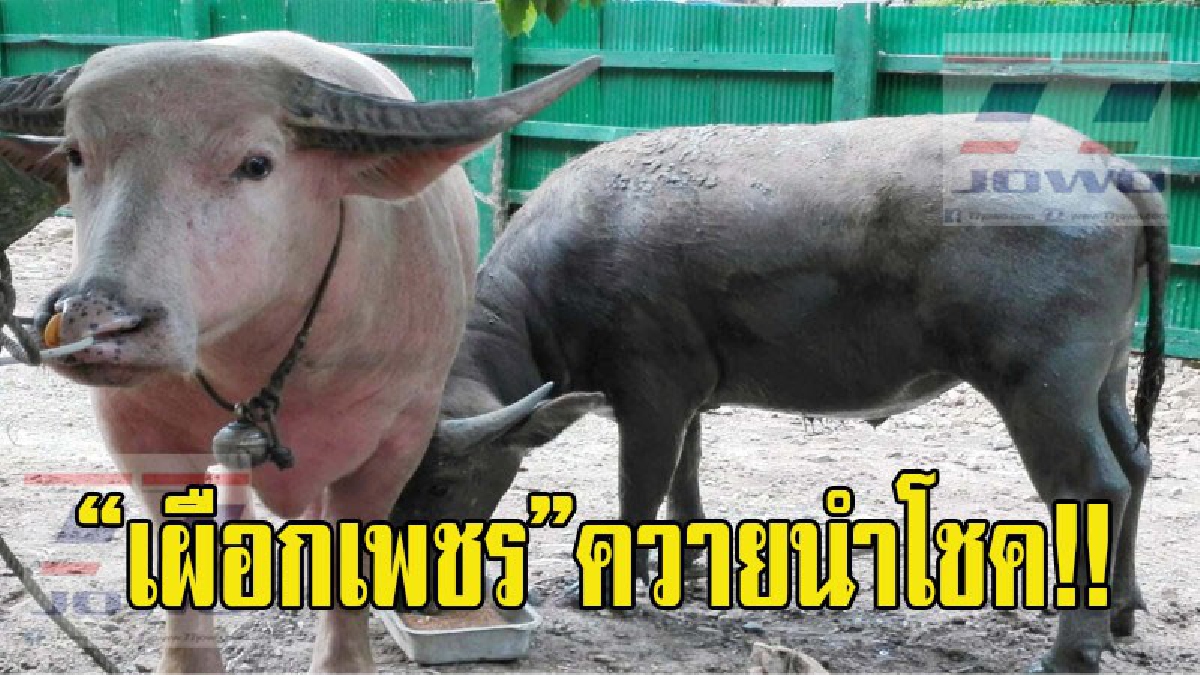 เจ้าเผือกเพชร!! ควายเผือกนำโชค ไถ่ชีวิตมาจากโรงฆ่าสัตว์อานิสงส์ทำให้ครอบครัวสุขสบายขึ้น แถมเจ้าเผือกเพชรยังบุคลิกดีไม่ดุร้ายและคุ้นกับคน