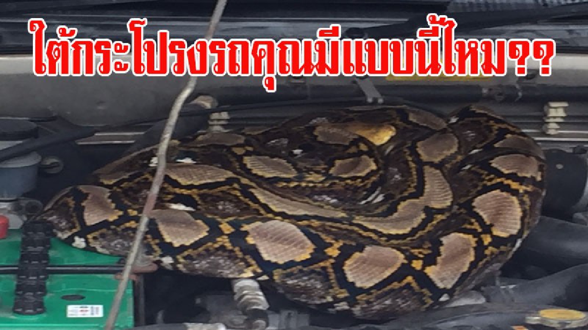 ใต้กระโปรงรถคุณมีแบบนี้ไหม?? สาวโรงงาน้ำดื่ม เช็คเครื่องรถยนต์ เปิดกระโปรงรถแทบหยุดหายใจ!! พบงูเหลือมยักษ์นอนขดตัวที่ห้องเครื่อง (มีคลิป)