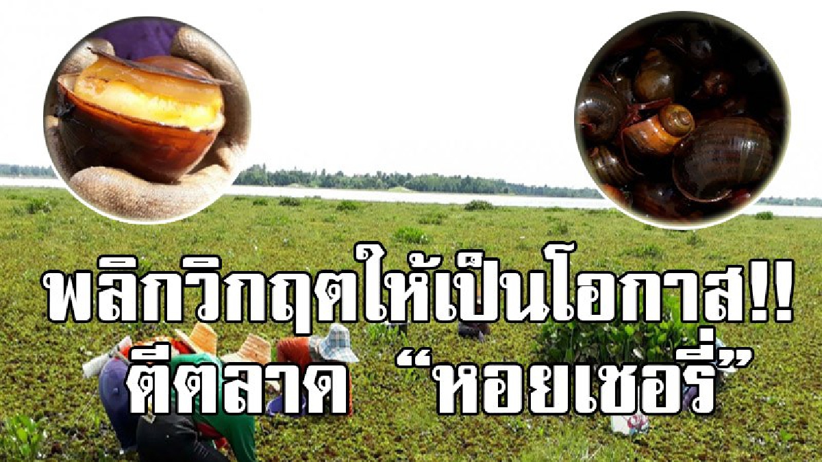 แห่ตามล่าหอยเชอรี่!? ชาวบ้านหัวใสพลิกวิกฤตให้เป็นโอกาสทอง นำหอยเชอรี่ที่ใครก็ต่างเมิน มาสร้างรายได้จนเกิดประโยชน์สูงสุด!? (ชมคลิป)