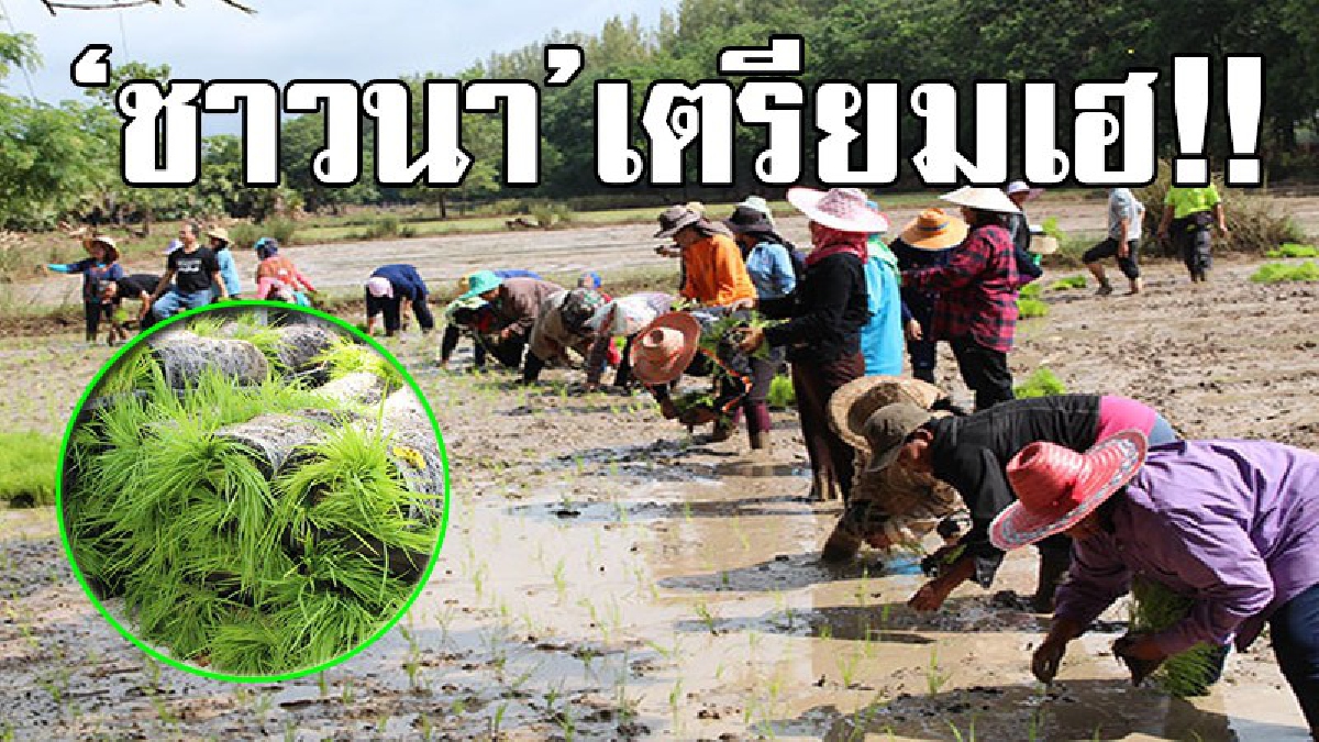 ศูนย์วิจัยข้าวสกลนครสร้างต้นแบบการฟื้นฟูแปลงนาอย่างยั่งยืน หลังประสบน้ำท่วม โดยวิจัยข้าว 2 สายพันธุ์ อายุสั้นเหมาะสมแก่การปลูกในไทย!?