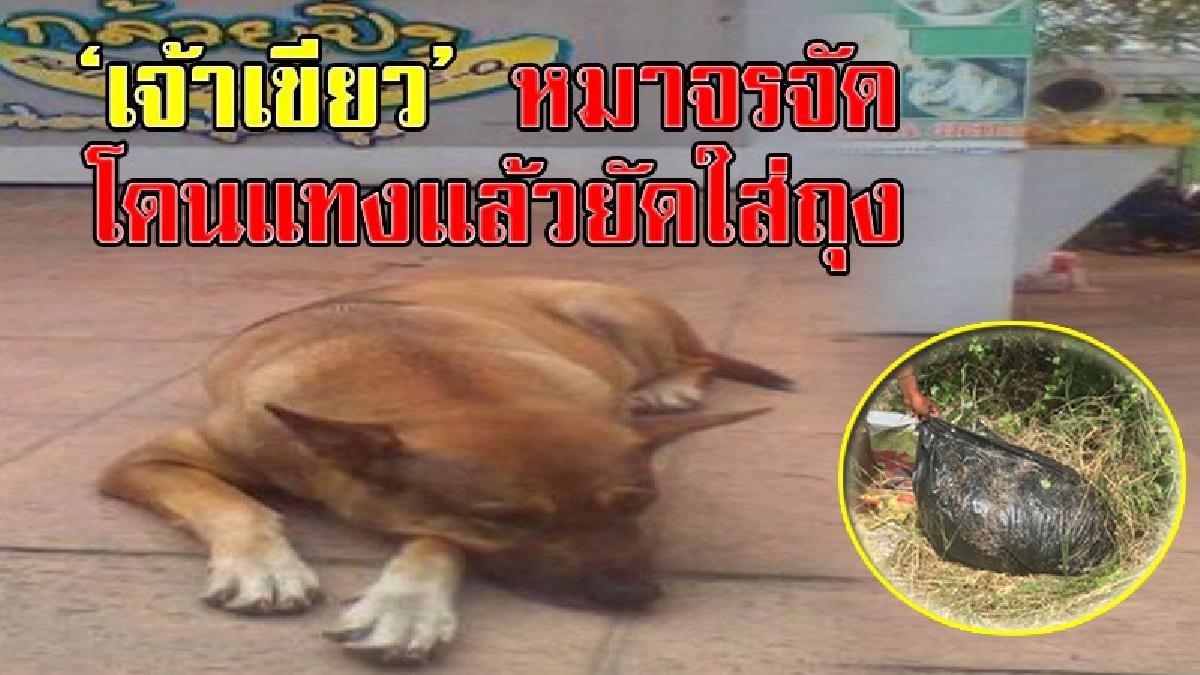 โหดเหี้ยมเกินมนุษย์!? โซเชียลแห่ถล่มด่ายับ หลังมีคนชั่วใช้มีดแทง เจ้าเขียว หมาจรจัดที่อาศัยอยู่ในปั๊ม ก่อนพบเป็นศพอยู่ในถุงดำ!?