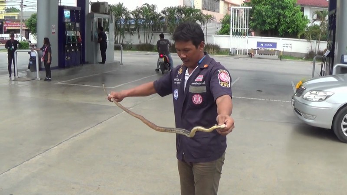 อ่างทอง หนุ่มร้านสะดวกซื้อตะลึงเห็นงูเลื้อยขึ้นไปอยู่ในห้องเครื่องรถยนต์เรียกกู้ภัยช่วยจับงูปล่อยคืนสู่ธรรมชาติ