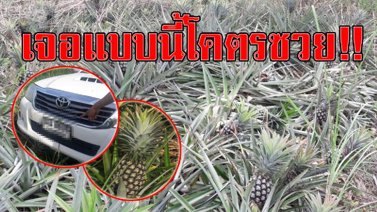 กรรมติดจรวด!! นำรถเข้าไปสวนสับปะรด หวังขโมยเต็มที่ โคตรซวยรถติดหล่มทิ้งรถเผ่นหนี เจ้าของสวนมาเจอตรวจสอบทะเบียนรถถึงกับอึ้ง!? (ชมคลิป)