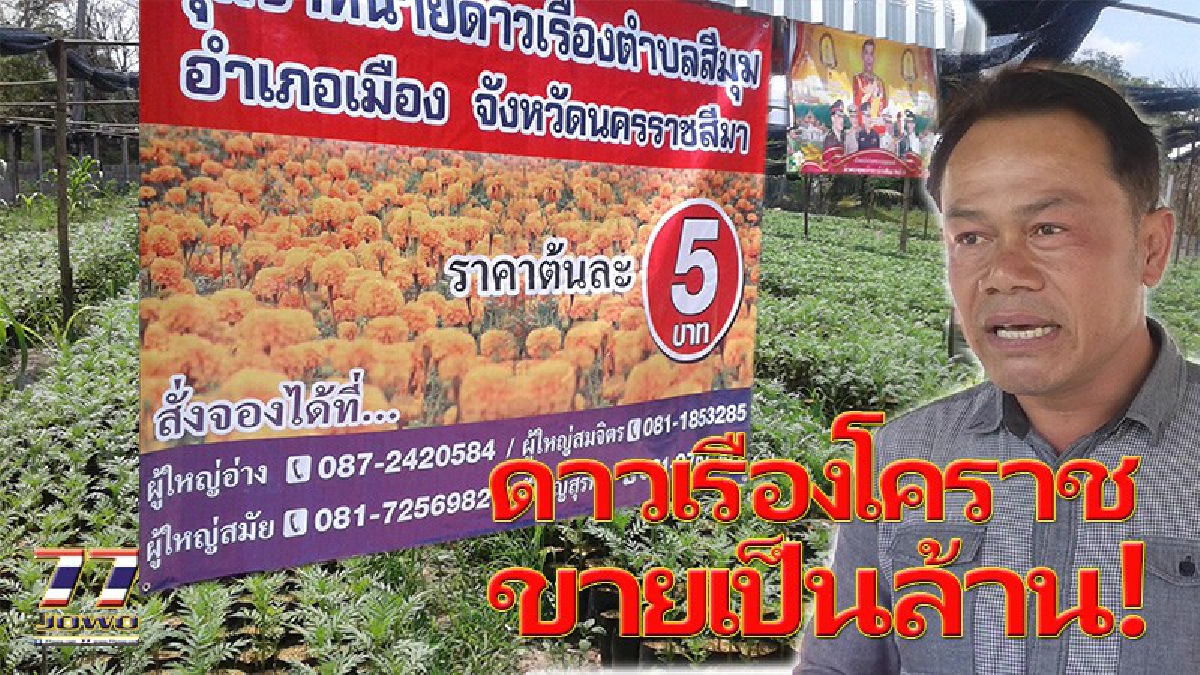 ขายเป็นล้าน!! ต้นดาวเรืองโครงการ 9101ตามรอยเท้าพ่อฯ เมืองโคราช ตั้งเป้ารับเป็นล้านหวังเก็บเงินเป็นกองทุนต่อยอดทำเกษตรยั่งยืน (คลิป)