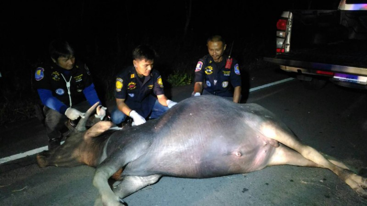 สุดเวทนา!! หนุ่มขับรถกลับบ้าน ในทางมืดสนิท เจอควาย 2 ตัว เดินข้ามถนนระยะกระชั้นชิด หลบไม่ทันพุ่งชนตาย 1 ตัว อีกตัวตกใจหนีหายเข้าป่า