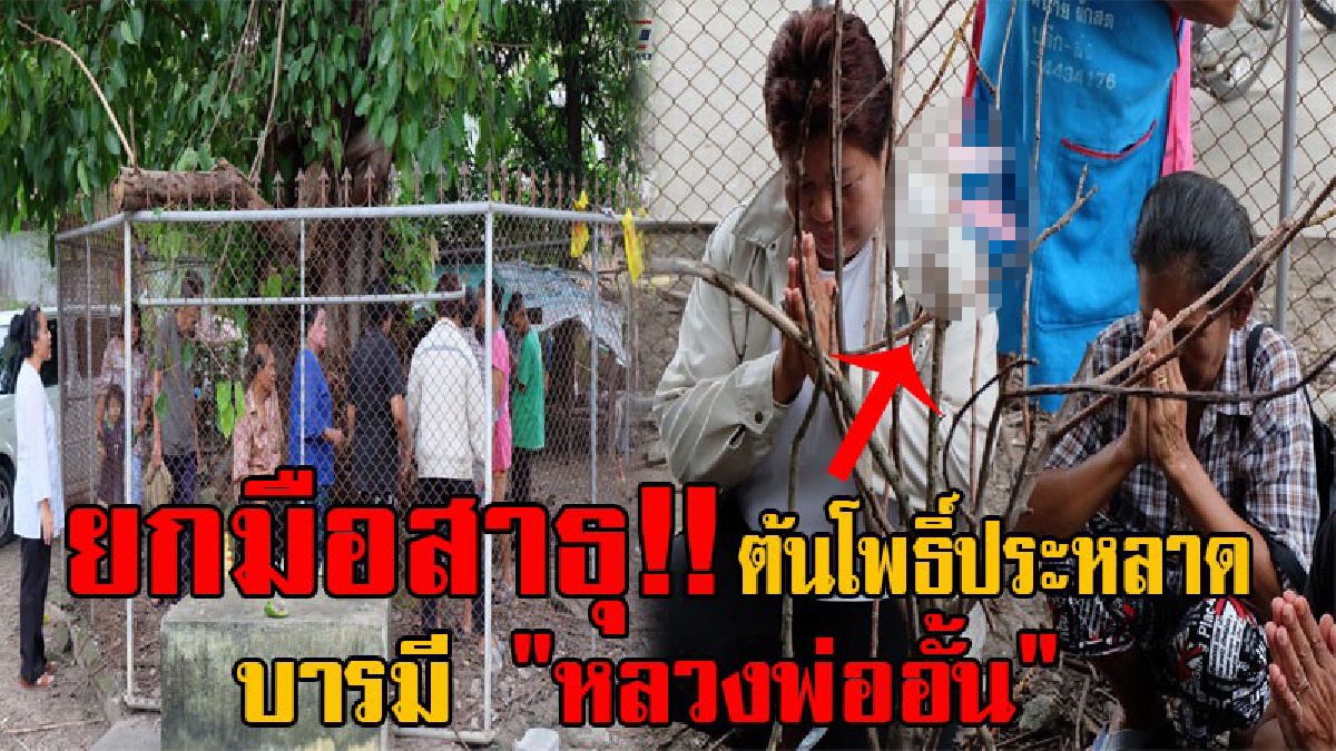 สาธุกันทั่วหน้า!! ชาวบ้านแห่กราบไหว้ขอพร "ต้นโพธิ์วัดโรงโค" ออกใบแปลกประหลาด เชื่อเป็นบารมี "หลวงพ่ออั้น" พระเกจิชื่อดังแห่งลุ่มน้ำสะแกกรัง