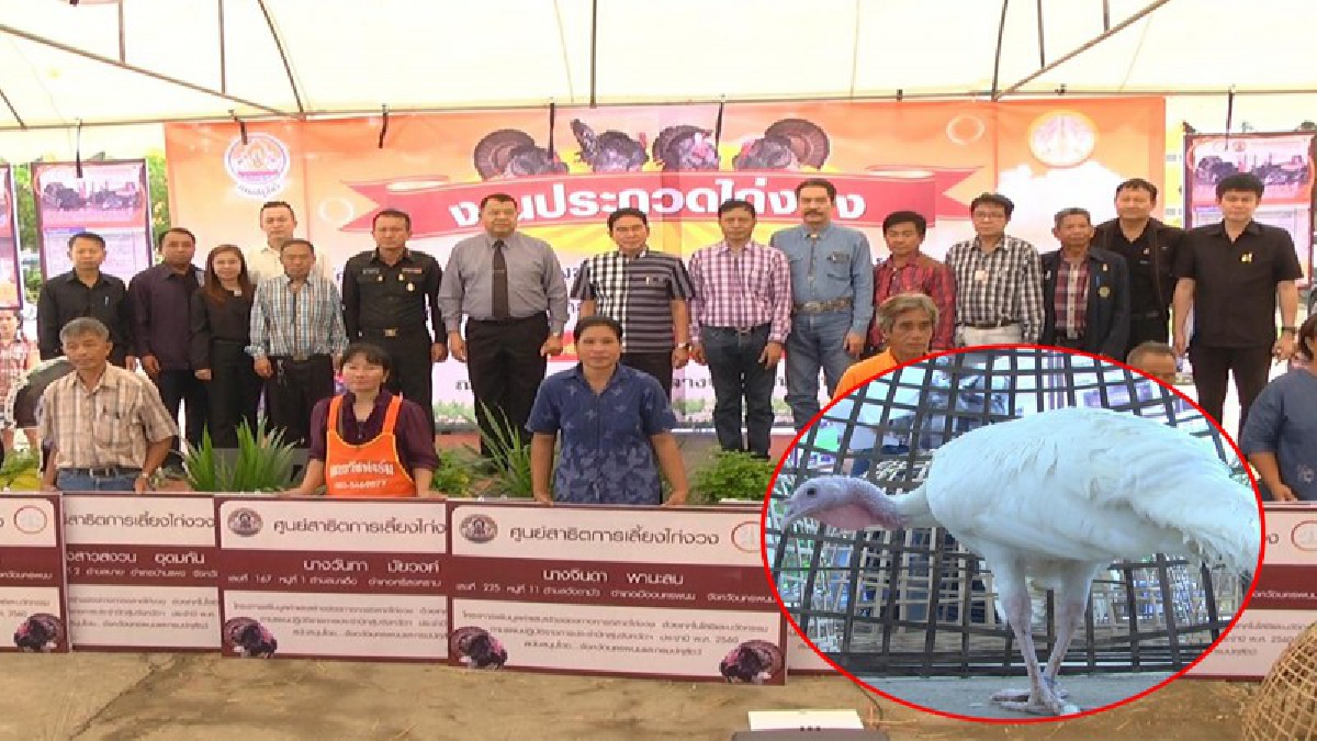 นครพนม ปศุสัตว์จัดประกวดไก่งวง กระตุ้นมูลค่าและสร้างช่องทางการตลาดให้ก้าวไกล (มีคลิป)