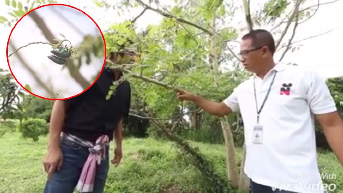 ไม่อยากให้พลาด!!ปัดหมุด แหล่งดื่มด่ำธรรมชาติด่วน เจอฝูงแมลงทับนับพัน ปีกสีเขียวมรกต สุดงดงาม จับต้องได้ ถ่ายรูปได้(ชมคลิป)