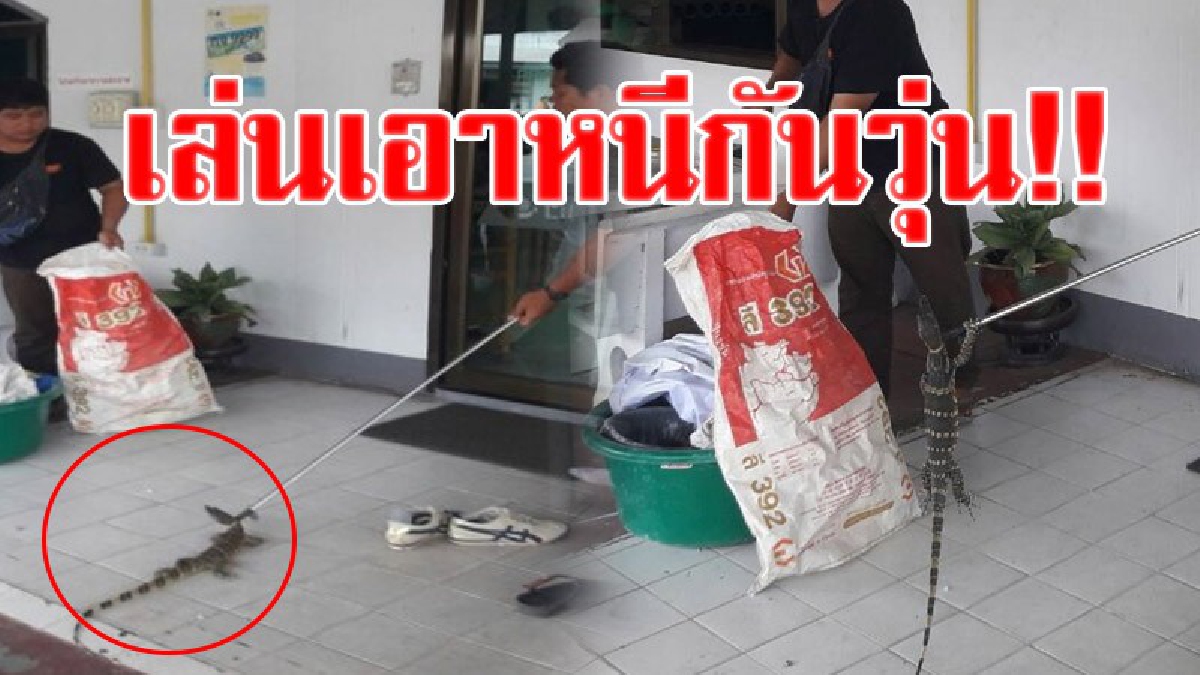 เล่นเอาแตกกระเจิง!! ตัวเงินตัวทองบุกเข้าร้านธุรกิจสื่อสิ่งพิมพ์ สจ.เปี๊ยก ที่เปิดประตูกระจกทิ้งไว้ ทำเอาคนในร้านวิ่งหนีสุดชีวิต!? (คลิป)