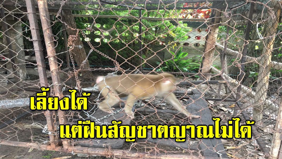 เลี้ยงไม่เชื่อง!! "ลิงกัง"เก็บมาจากป่าเลี้ยงจนโต เนรคุณ..อาละวาดทำร้ายคน โร่แจ้งจนท.ยิงยาสลบ (มีคลิป)