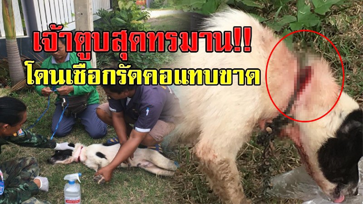 เกือบสิ้นบุญ!! ภาพสุดแสนทรมานคนรักสัตว์ ชาวบ้านโร่แจ้งจนท.เข้าช่วยเหลือด่วน พบสุนัขโดนเชือกรัดคอ แทบขาด นอนร้องไห้ทรมานรอความช่วยเหลือ!?