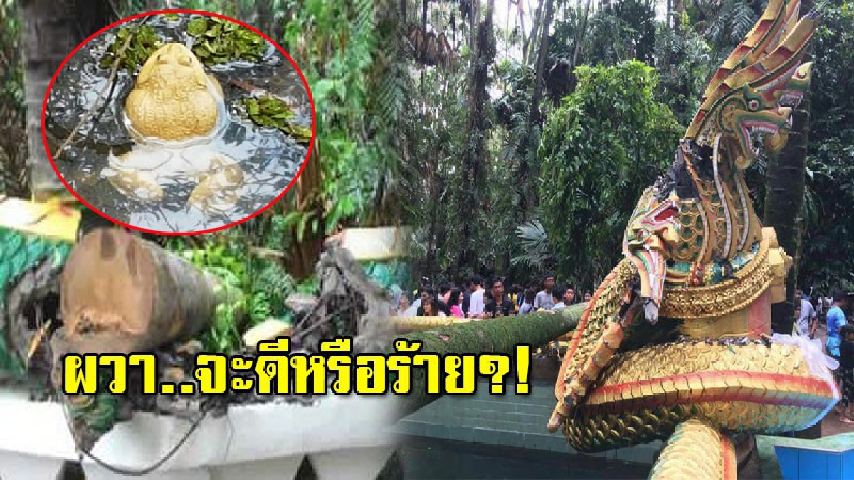 ขนลุกซู่!! ต้นไม้ล้มฟาดรูปปั้นพญานาคแตกคาบ่อศักดิ์สิทธิ์ที่คำชะโนด เผย..ก่อนหน้ามี"กบสีทอง"โผล่ เหมือนลางบอกเหตุ (มีคลิป)