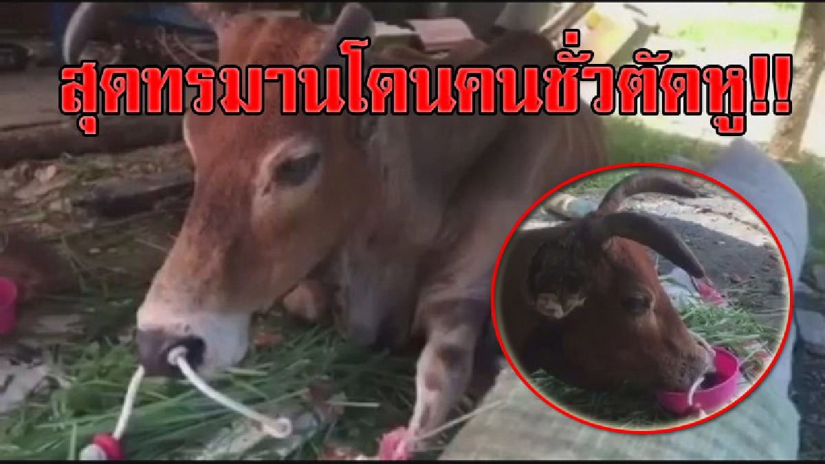 ล่าสุด!! “อีแดง” แม่วัว วัย 15 ปี เหยื่อคนร้ายใจบาป ตัดใบหูขาดวิ่นสองข้าง อาการดีขึ้น พ้นขีดอันตรายแล้ว และยังคงตามล่าไอ้โจรใจชั่วมาลงโทษ!!