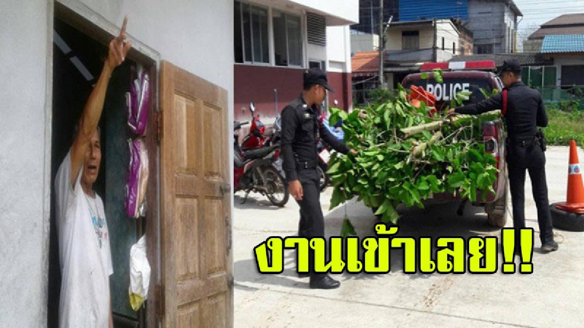 ซวยเฉย!! หนุ่มใหญ่วัย 59 ยิงปืนขึ้นฟ้าขู่ 2 โจ๋ย่องขโมยใบกระท่อม กลับโดนตร.จับ แถมตั้ง 2 ข้อหาหนัก